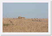 15SerengetiAMGameDrive - 11 * This male Lion paraded by an old kill being worked over by vultures.